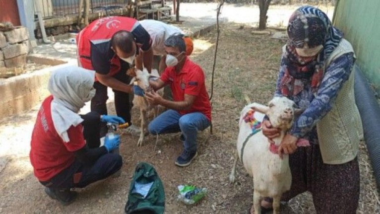 Alanya'da yangından etkilenen keçilere böyle müdahale ettiler