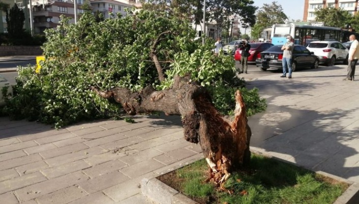 Alanya’da fırtına ağaç devirdi, araç altında kaldı