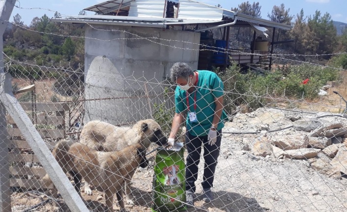 Yangından etkilenen hayvanlara Alanya Belediyesi’nden destek