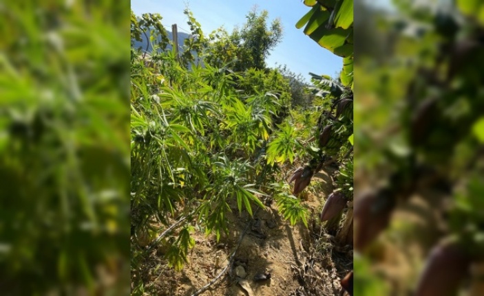 Alanya'da muz ağaçları arasında kenevir jandarmaya takıldı