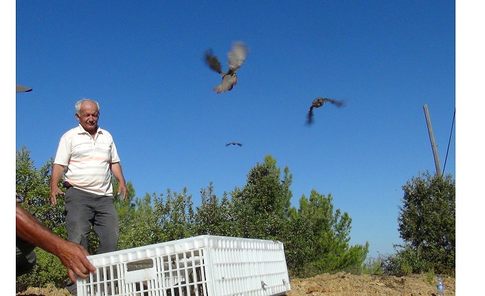 Alanya'da kınalı keklikler doğaya salındı