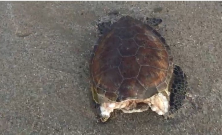 Alanya'da kafası koparılmış halde deniz kaplumbağası bulundu!