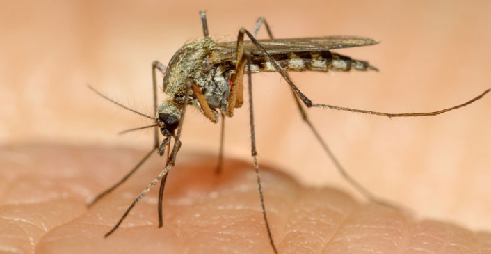 Uzmanlardan sivrisineğin koronavirüs taşıdığıyla ilgili açıklama