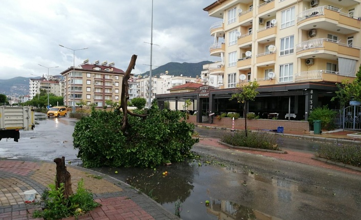 Alanya'da şiddetli rüzgar hayatı olumsuz etkiledi