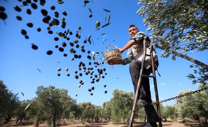 Alanya'da zeytin üreticisinin yağ isyanı
