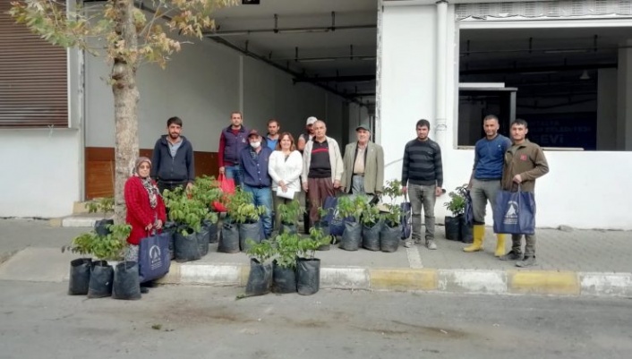 Alanya’da yangından etkilenen ailelere ceviz fidanı desteği