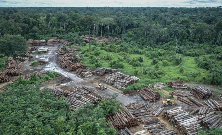 Avrupa Birliği, ormansızlaşma ile mücadele eden bölgelerden yiyecek ithalatını yasaklamayı planlıyor