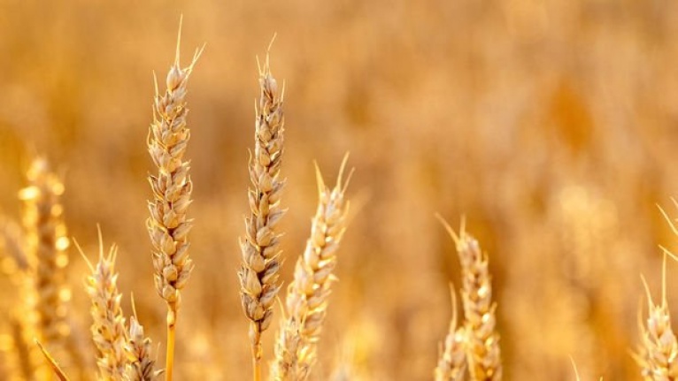 Buğday fiyatları 2012’den beri en yüksek seviyede