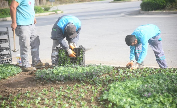 Alanya’da çiçekler toprakla buluşuyor
