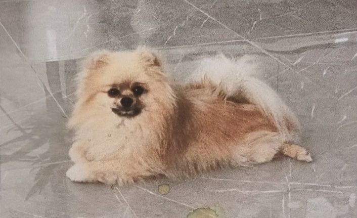 Alanya’da kaybolan bu köpeği bulana para ödülü var