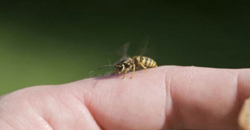 Arı sokması tedavisi nasıldır?