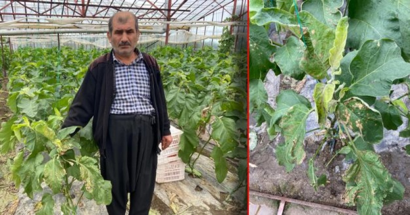 Alanya’da seraya zehir sıkarak patlıcanları sararttılar: Zarar 300 bin TL!