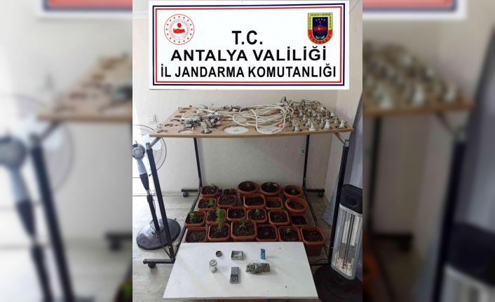 Alanya’da uyuşturucu yetiştirilen eve jandarmadan baskın!