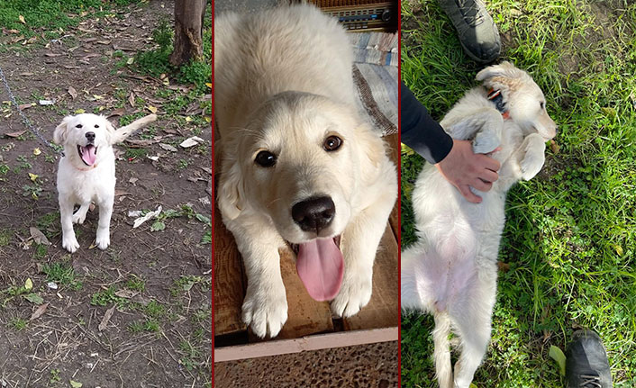 Alanya'da kayıp köpek 'Jeny' her yerde aranıyor
