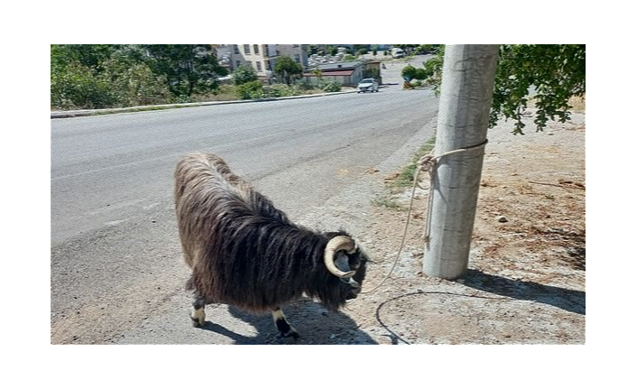 Alanya'da kurbanlık firarları başladı!