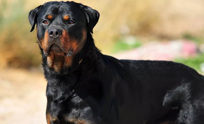 Rottweiler cinsi köpek Alanya’da dehşet saçtı!