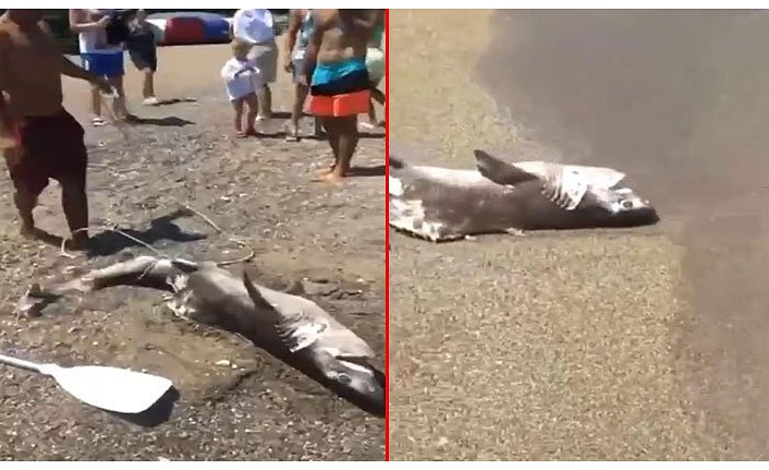 1,5 Metrelik Boz Camgöz Köpek Balığı Kıyıya Vurdu!