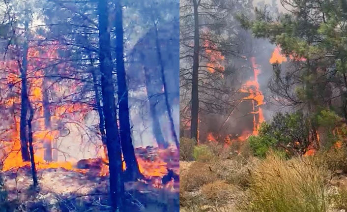 Datça'da orman yangını çıktı!