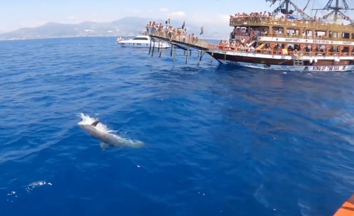 Yunuslar turistlere gösteri yaptı.