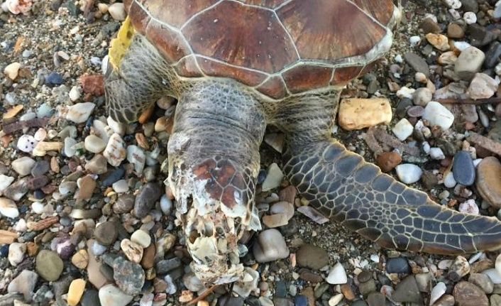 Alanya sahilinde ölü caretta caretta bulundu