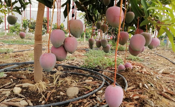 Bir ağacından 190 bin TL gelir sağlanan mango üreticinin yeni gözdesi