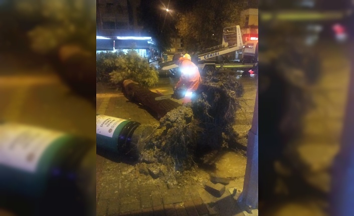 Alanya'da şiddetli rüzgar ağaçların devrilmesine sebep oldu!