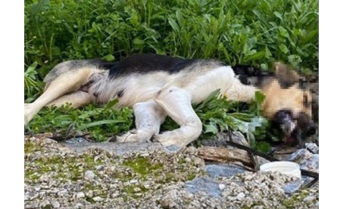 Alanya’da bir vahşet daha, köpekleri zehirleyip öldürdüler!