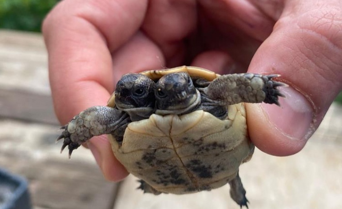 Doğada nadir rastlanan çift başlı kaplumbağaya özel bakım