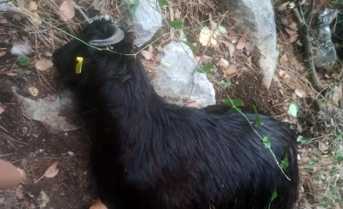 Alanya'da kurt saldırısına uğrayan 18 keçi telef oldu!