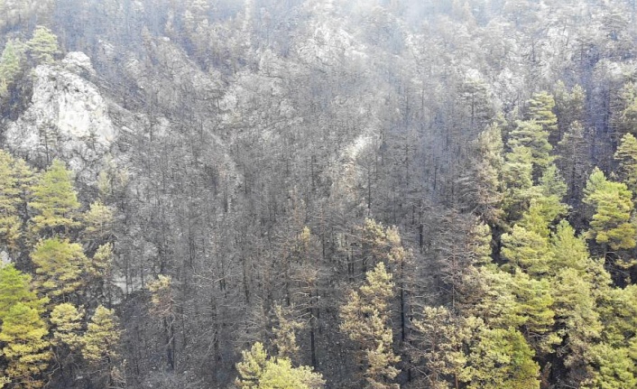 Alanya’da yanan ormanlık alan havadan görüntülendi!