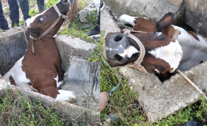 Sulama kanalı çukuruna düşen inek kepçeyle kurtarıldı!