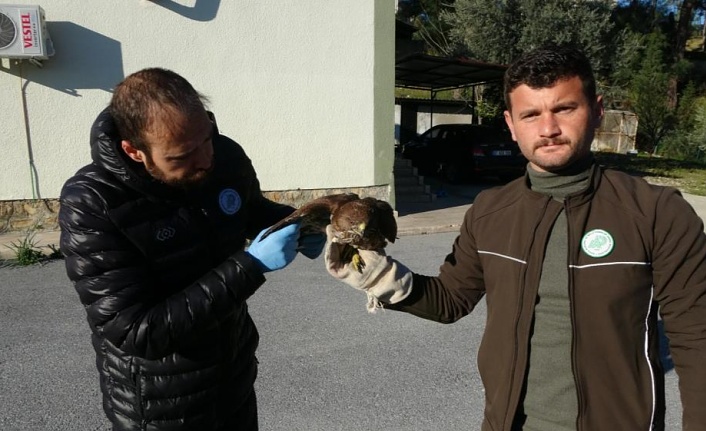 Yaralı ve hasta şahini Milli Parklar'a teslim ettiler