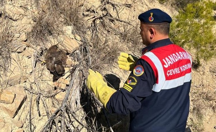 Ormanda yaralı bulunan kartal koruma altına alındı