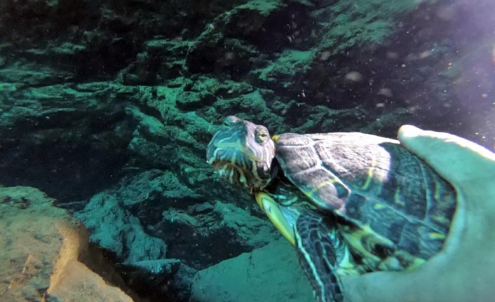 Antalya'nın göbeğinde 35 metre derinlikteki obrukta çok sayıda tatlı su canlısı tespit edildi