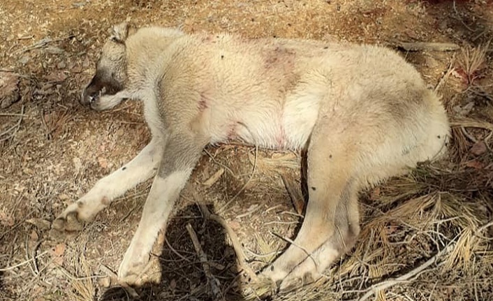 Çoban köpeklerini av tüfeğiyle vurup telef ettiler!