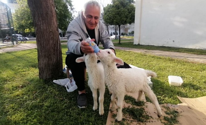 Biberonla beslediği kuzular, parklardaki çocukların sevgilisi oldu