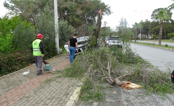 Manavgat'ta kontrolden çıkan otomobil ağaca çarptı: 1 yaralı