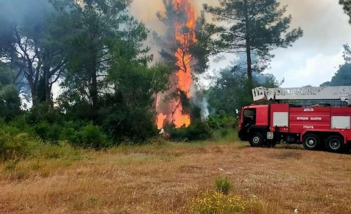 Ormanda çıkan yangın büyümeden kontrol altına alındı !