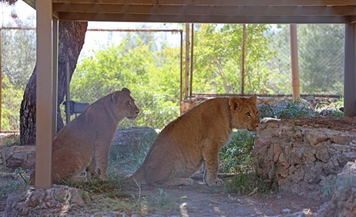 hayvanat bahçesinde dünyaya gelen 9 aylık iki yavru aslan ‘Zeus ile Hera’ aileye katıldı