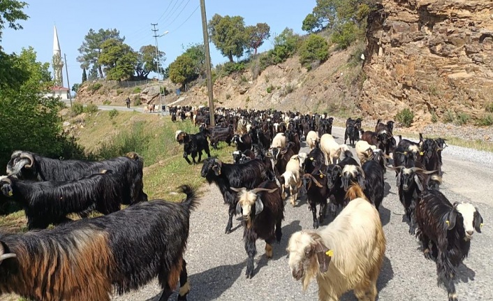 Yörüklerin yaylalara göçü başladı