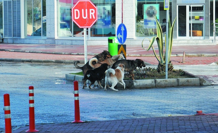 Gazipaşa başıboş köpeklerden şikayetçi