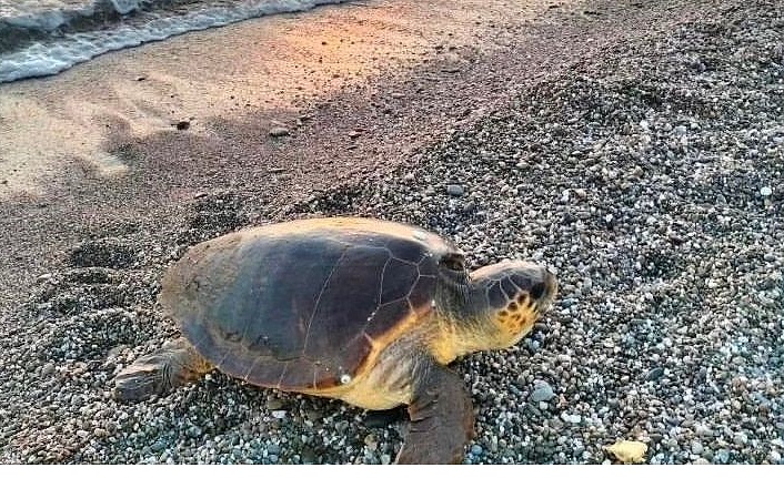 Caretta Carettalar yumurtlamak için Koru sahiline geldi