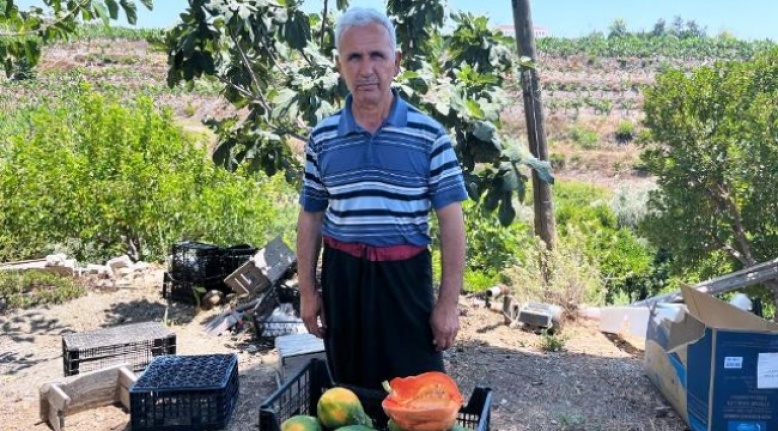 Alanya’da papaya hasadı başladı