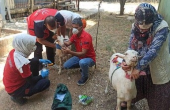 Alanya'da yangından etkilenen keçilere böyle müdahale ettiler