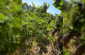 Alanya'da muz ağaçları arasında kenevir jandarmaya takıldı
