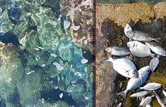 Alanya’da telef olan çok sayıda balık sahile vurdu!