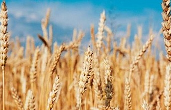 Diyabetlilere müjde! Gluten oranı en düşük besin