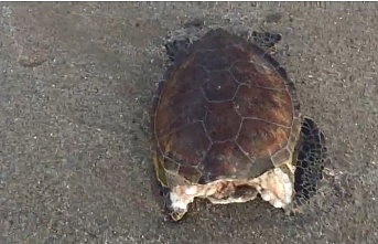 Alanya'da kafası koparılmış halde deniz kaplumbağası bulundu!
