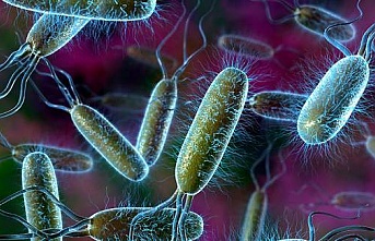 Bilim insanları bakterilerin ölüm çığlığını keşfetti
