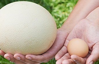 Devekuşu yumurtası nedir, nasıl kullanılır?